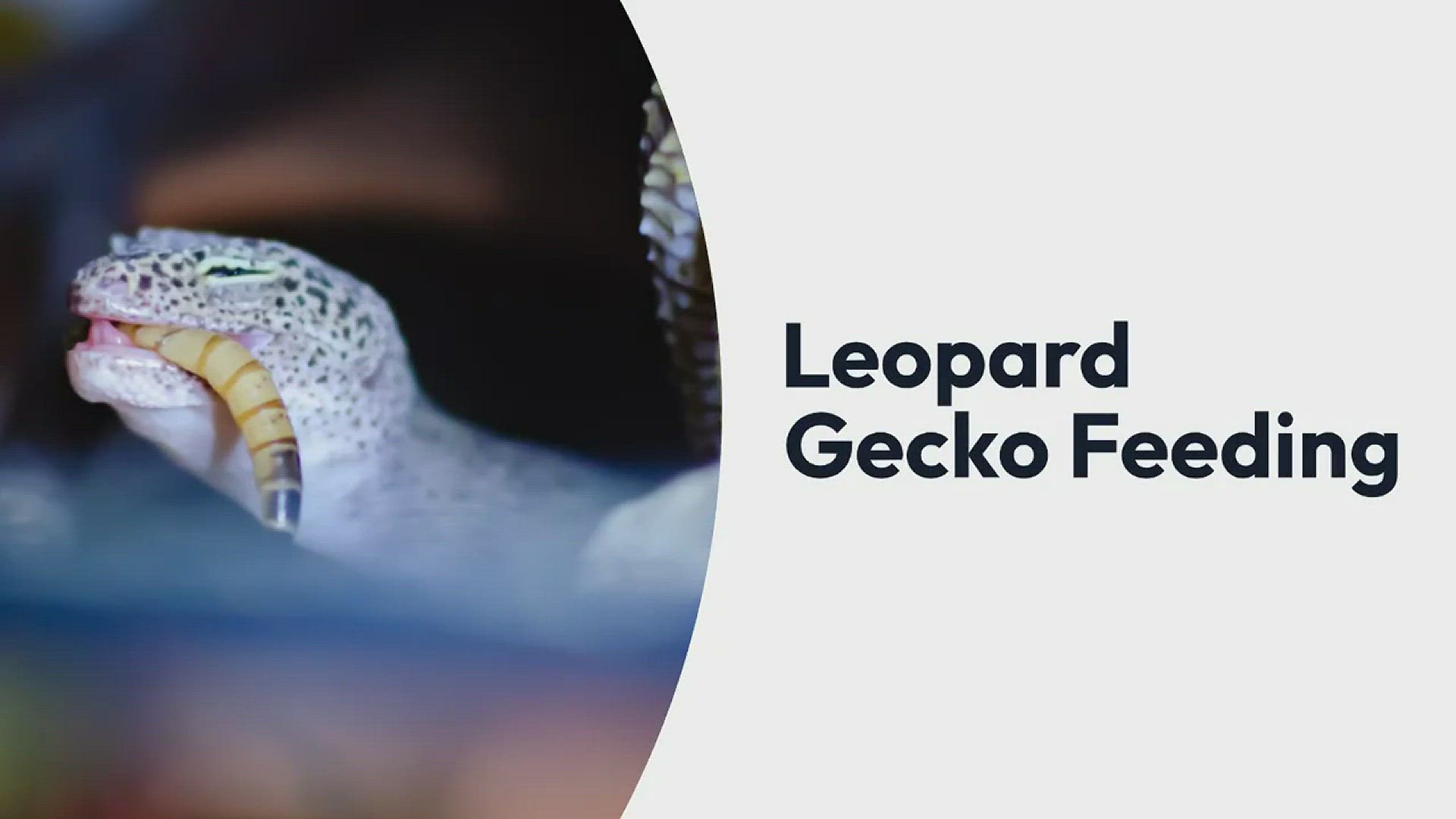 'Video thumbnail for Leopard Gecko Feeding'