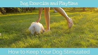 'Video thumbnail for How to Keep Your Dog Stimulated'