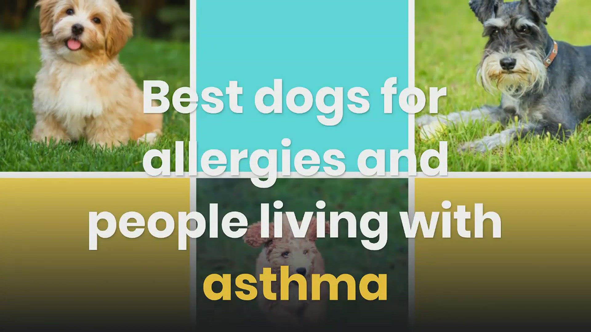 What Dogs Are Good For Asthma And Allergies