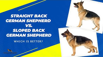 'Video thumbnail for Straight Back German Shepherd vs Sloped Back German Shepherd'