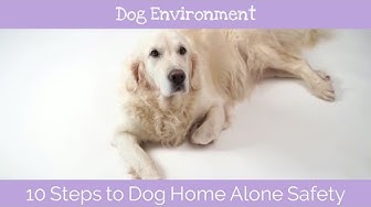 'Video thumbnail for 10 Steps to Dog Home Alone Safety'