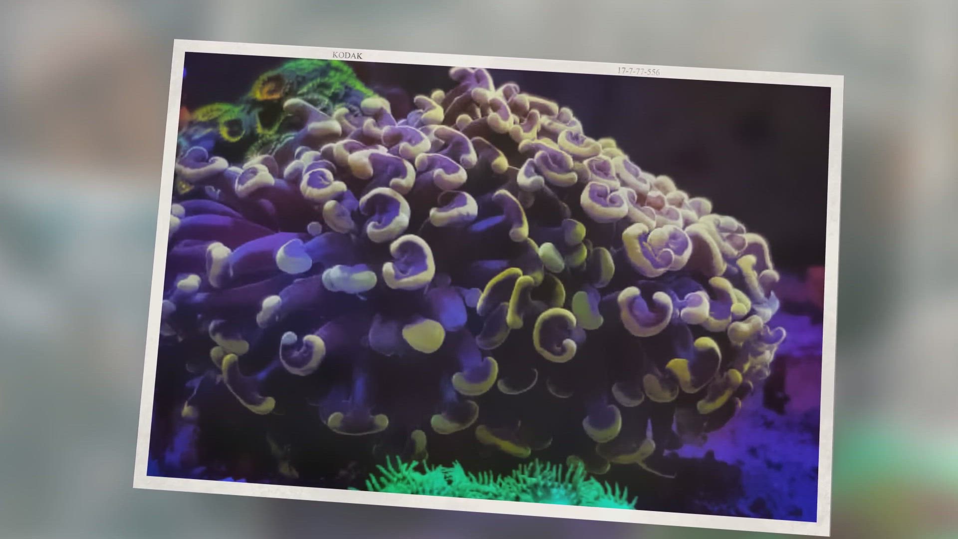 'Video thumbnail for Hammer Coral Care: Placement and Feeding of Euphyllia Ancora'