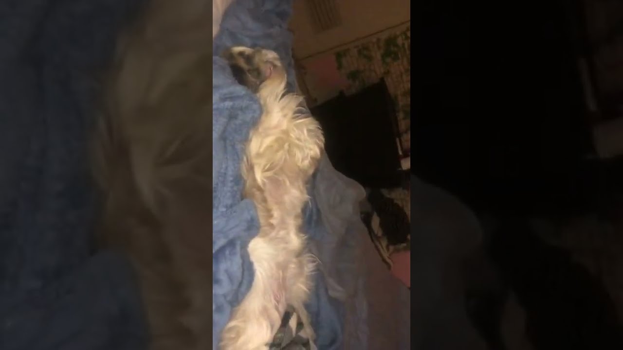 'Video thumbnail for Why Shih Tzu loves to Sleep All the Time'