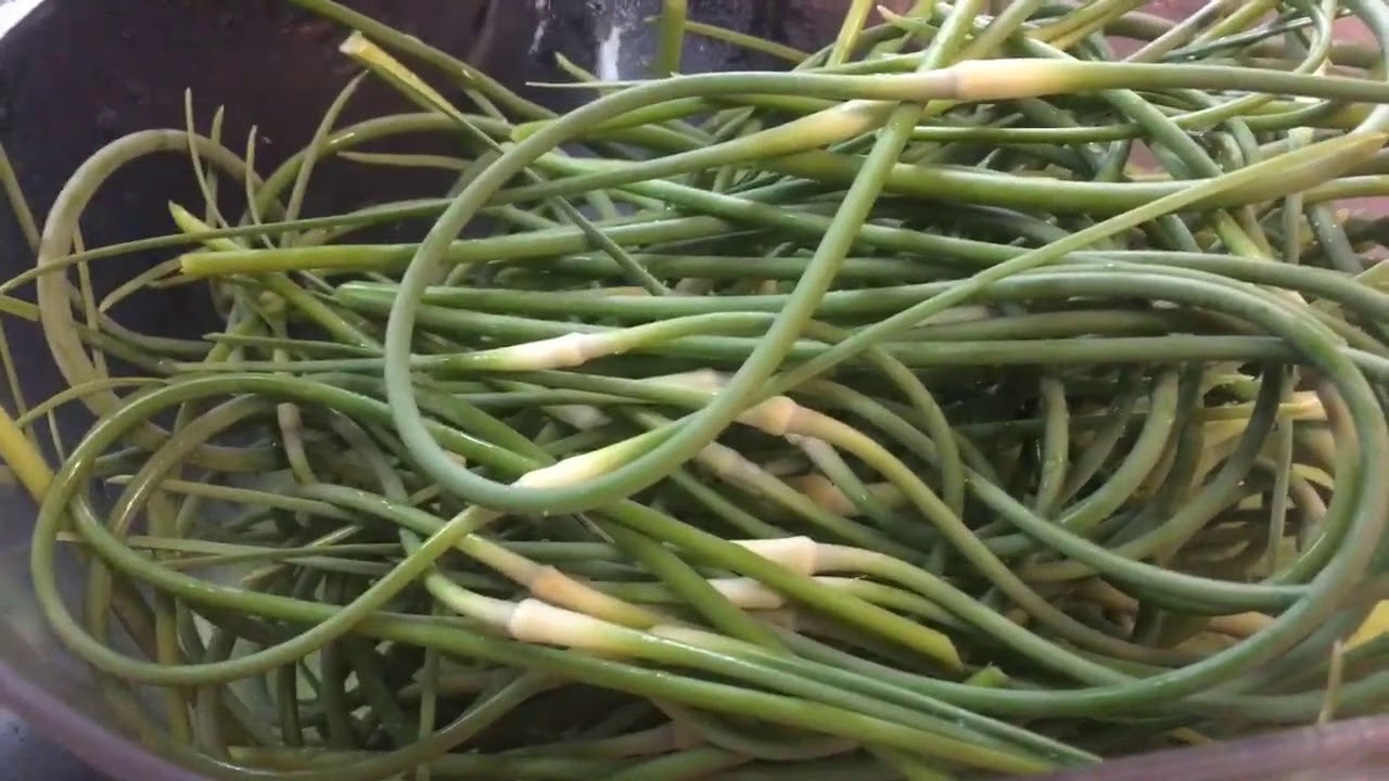 'Video thumbnail for How To Use And Preserve Fresh Garlic Scapes'