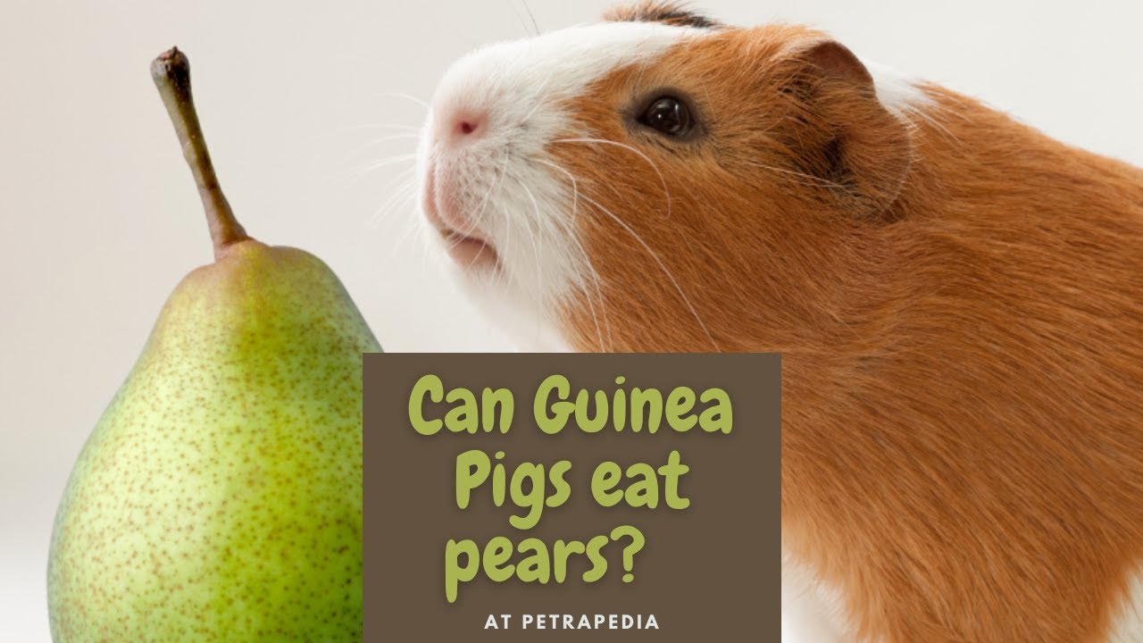 'Video thumbnail for Can guinea pigs eat pears?'