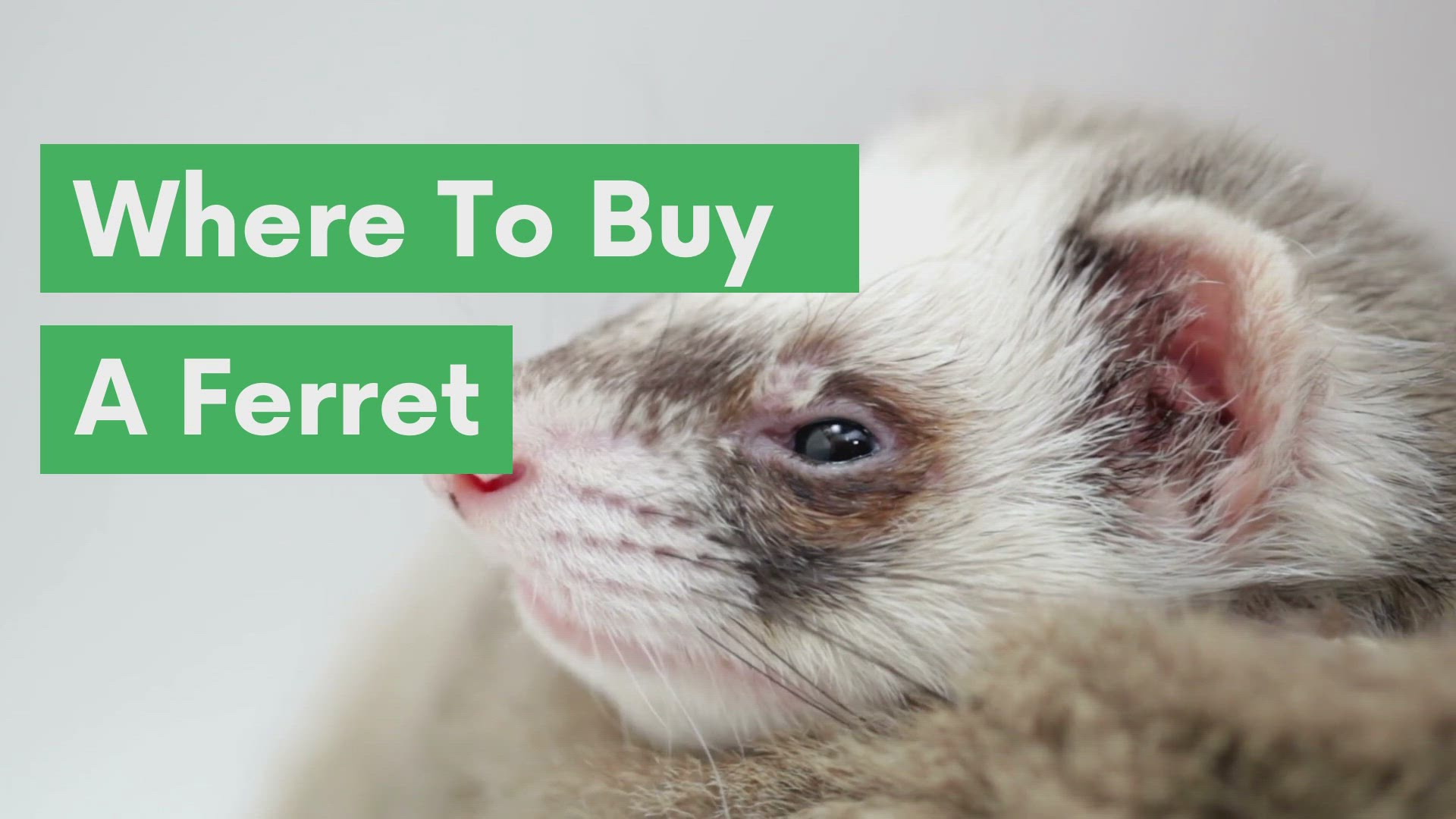 'Video thumbnail for Where to Find a Ferret for Sale'