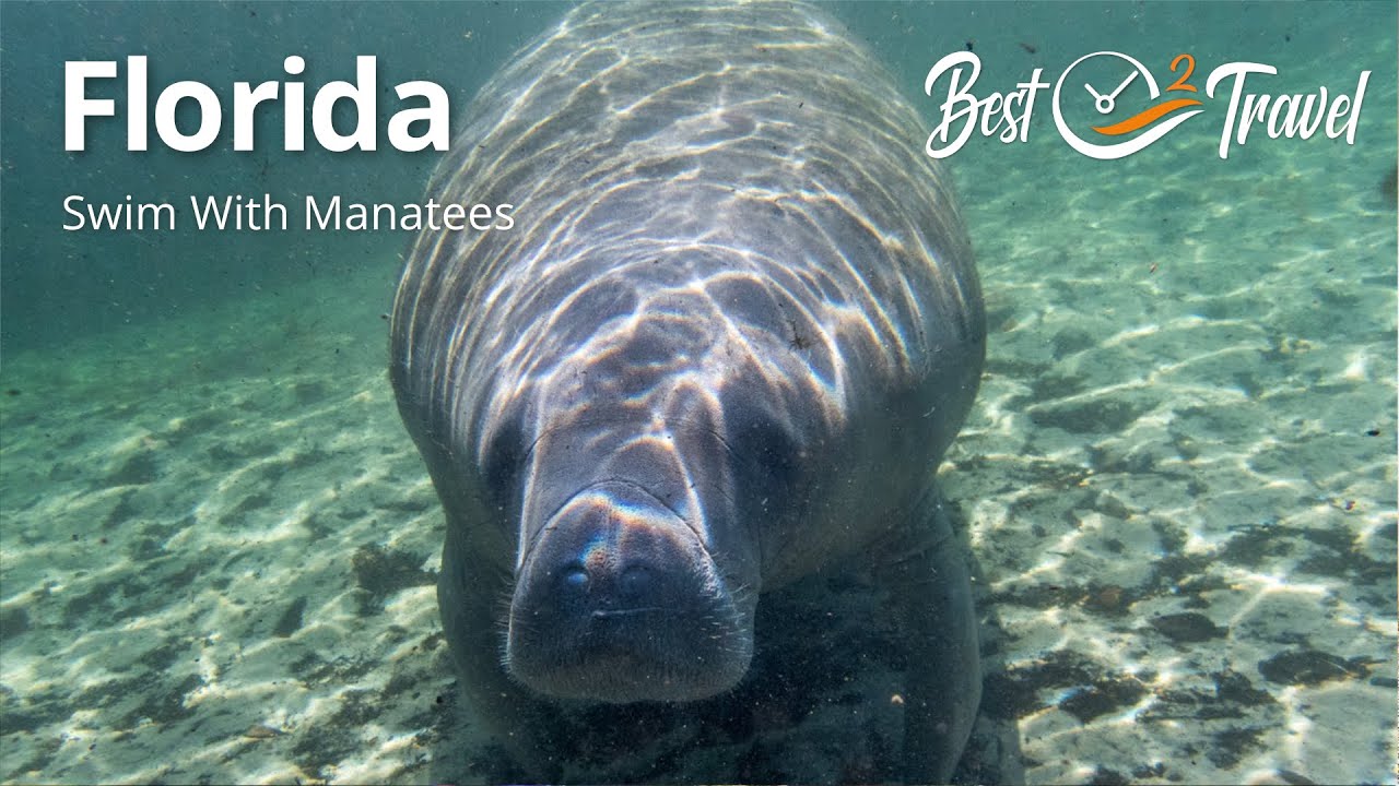 'Video thumbnail for Swim With Manatees in Florida'