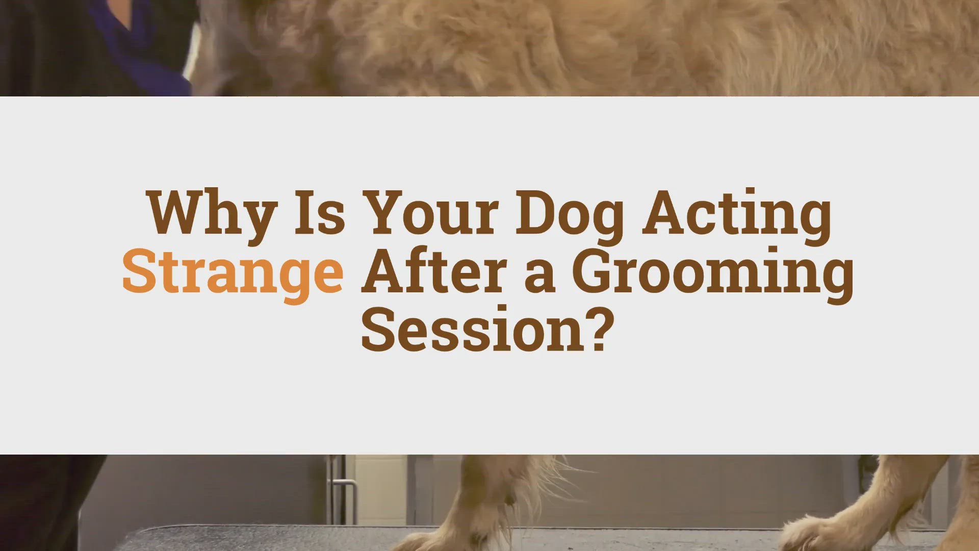 Why is your dog acting strange after a grooming session woof beyond