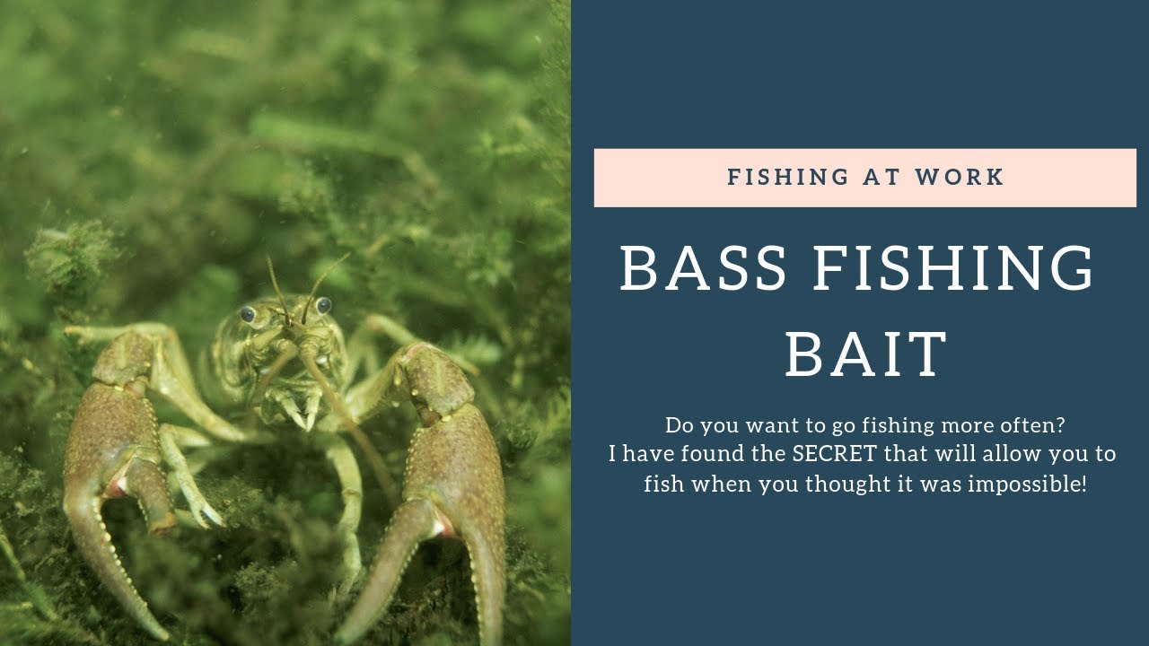 'Video thumbnail for Bass Fishing Bait'