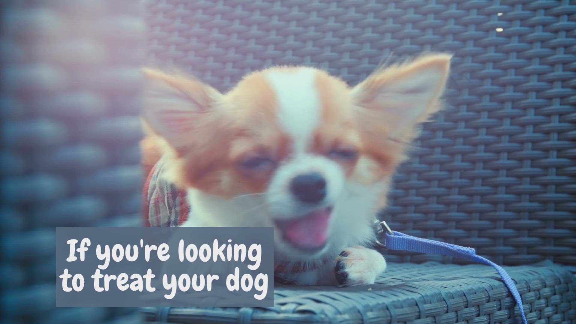 Can I Mix Tuna With Dog Food