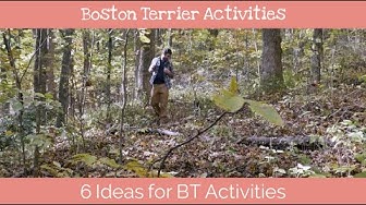 'Video thumbnail for 6 Ideas for Boston Terrier Activities'