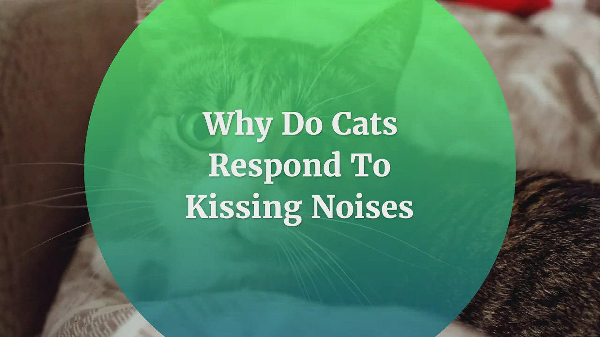 Why Do Dogs Respond To Kissing Noises