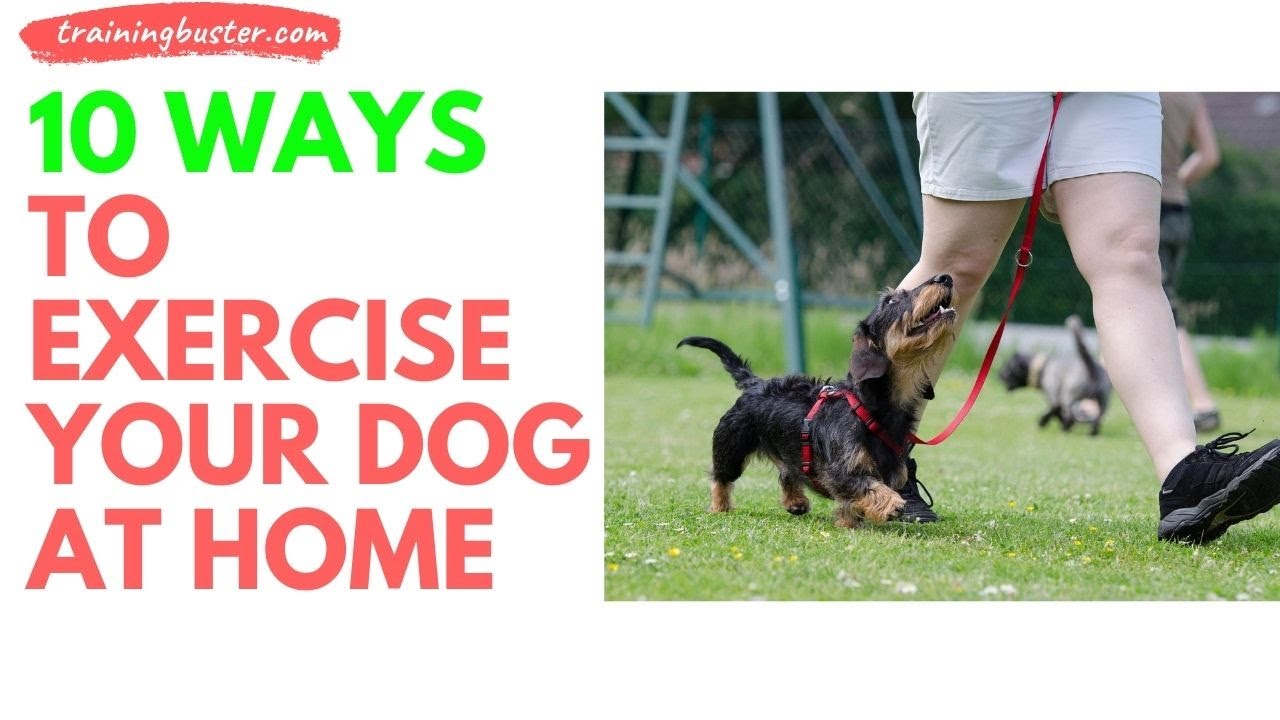 'Video thumbnail for 10 Ways to Exercise Your Dog at Home'