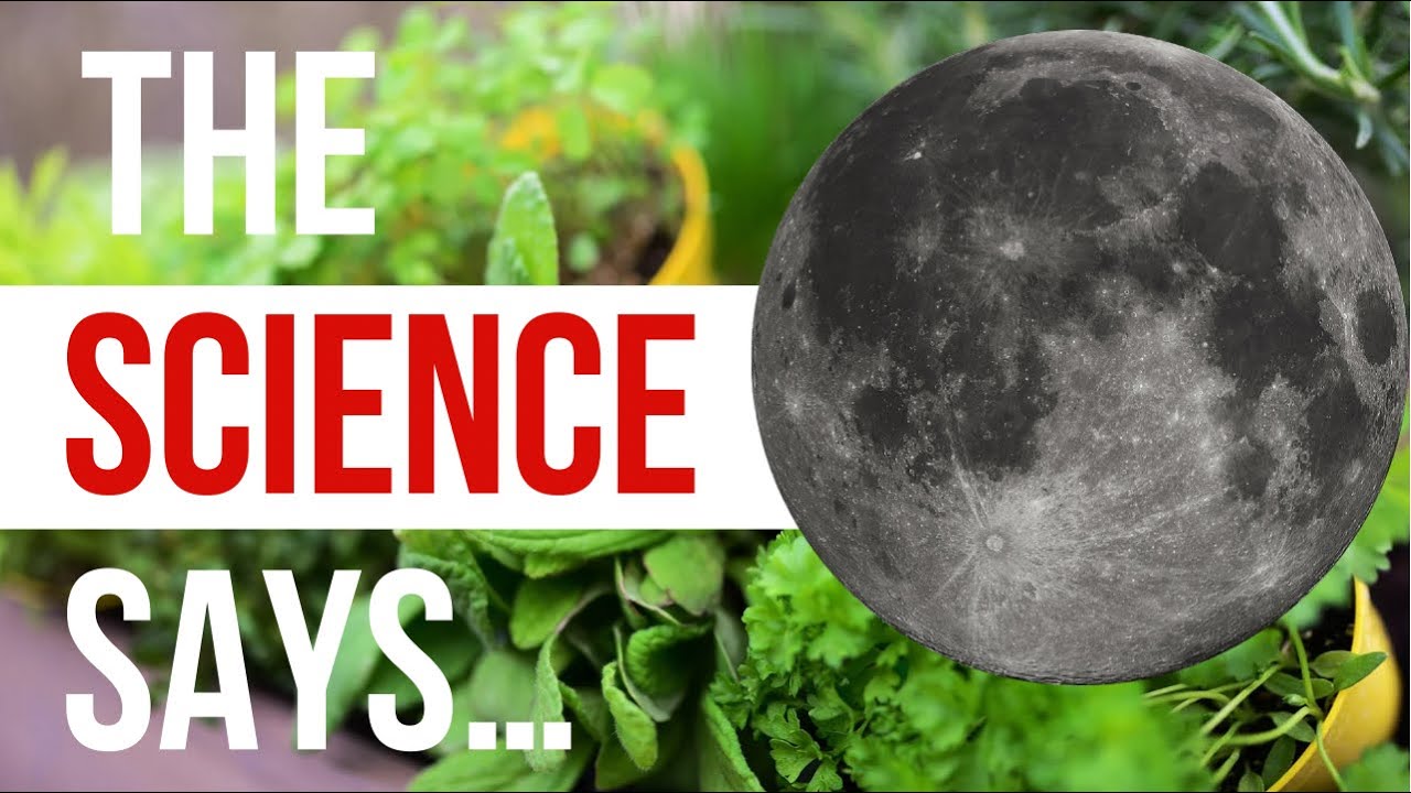 'Video thumbnail for Does Moon Phase Planting REALLY Effect Plants? Old Wives Tale OR Based In Science? | Garden Science'