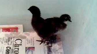 'Video thumbnail for Baby Chicks May 2010- Sheri Ann Richerson ExperimentalHomesteader.com'