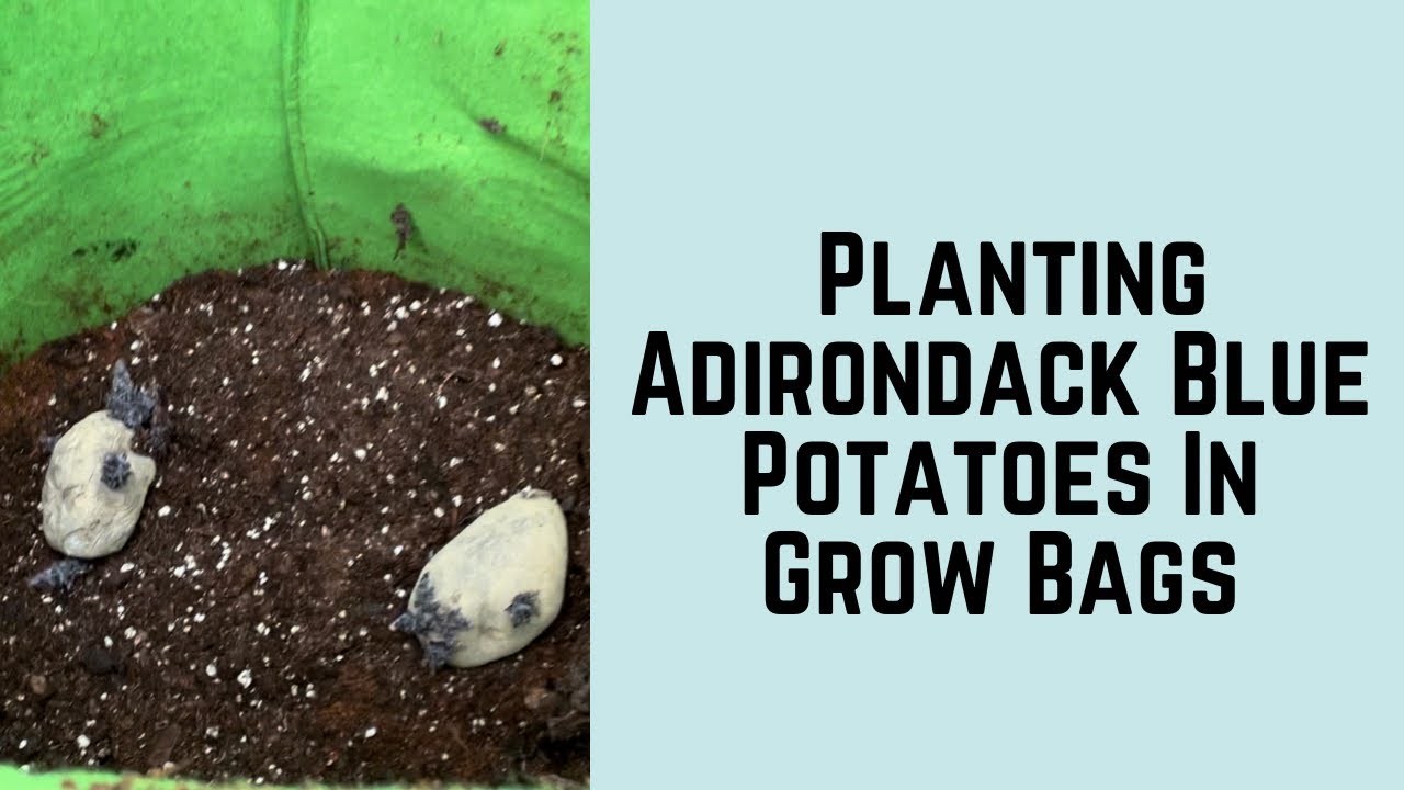 'Video thumbnail for Planting Adirondack Blue Potatoes In Grow Bags'