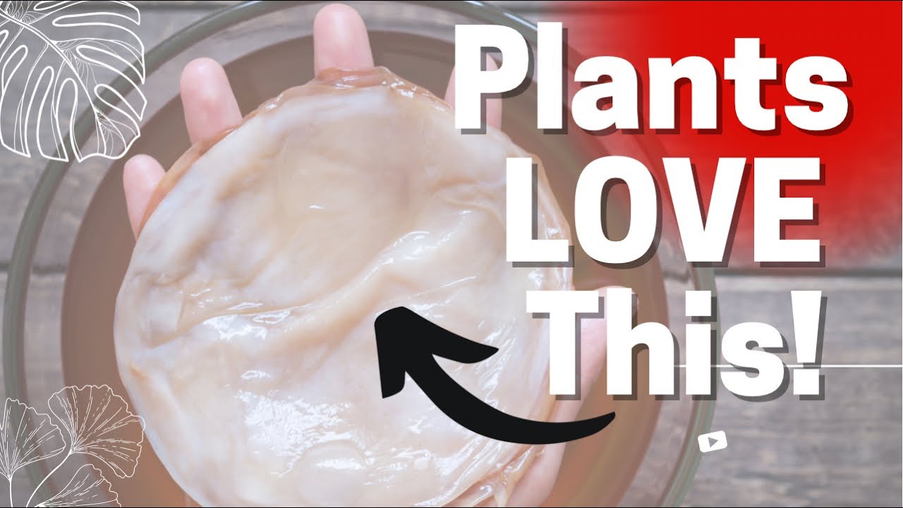 'Video thumbnail for Watering Plants With Kombucha Scoby?! Homemade Microbes For Your Soil. Composting Kombucha Scoby.'