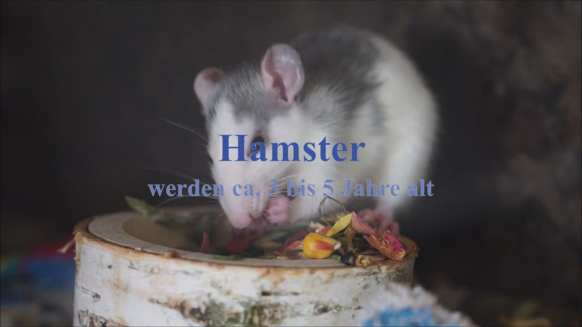 Hamster stirbt anzeichen