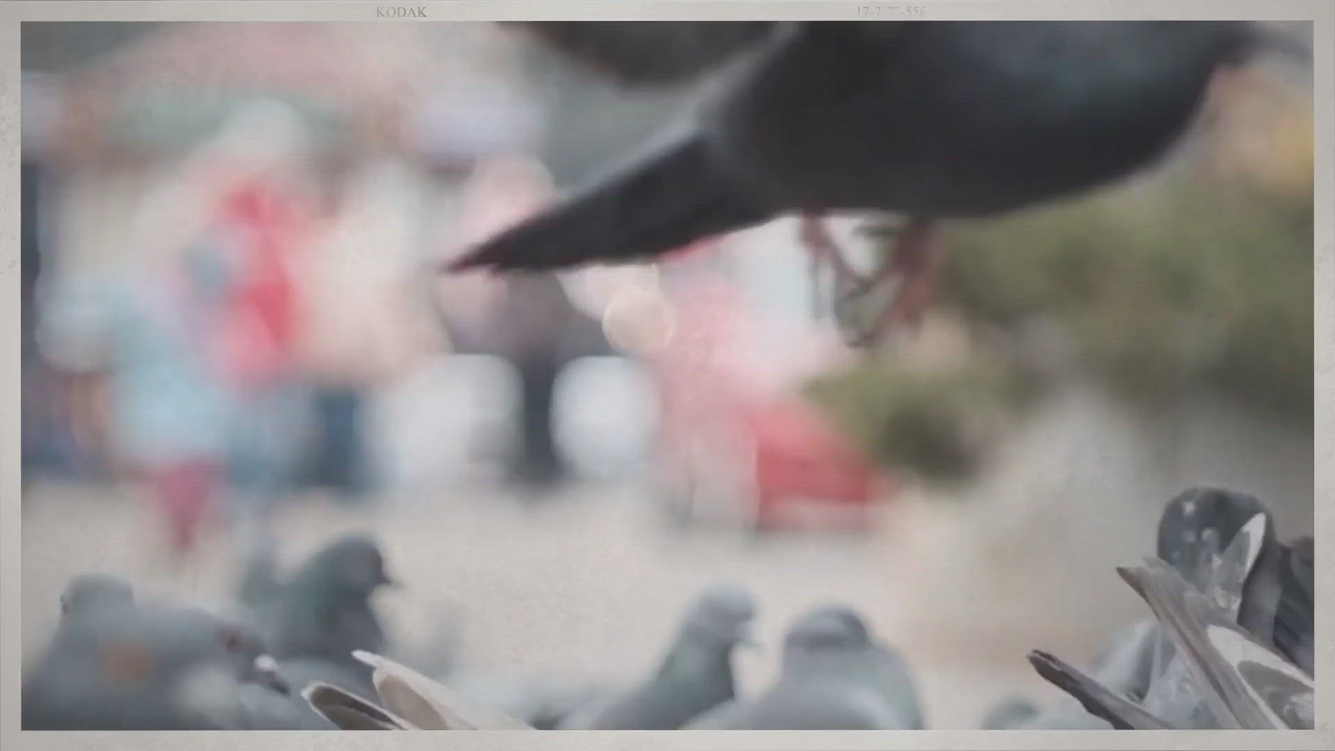 'Video thumbnail for What Do Pigeons Do For The Environment? '