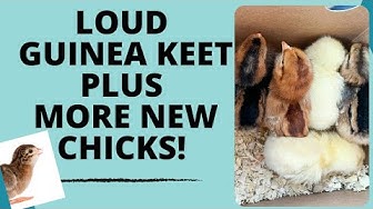 'Video thumbnail for Loud Guinea Keet Plus More New Chicks Day 2362 Experimental Homesteader'