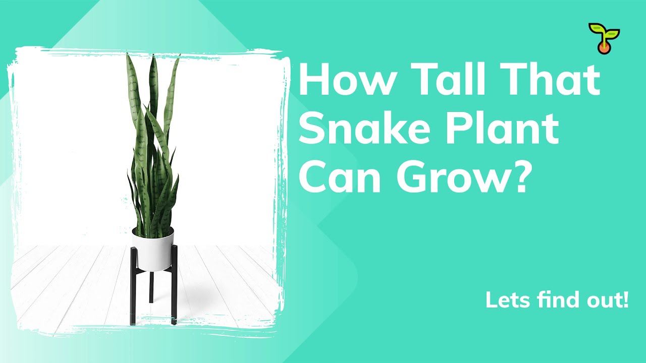 'Video thumbnail for How Tall That Snake Plant Can Grow'