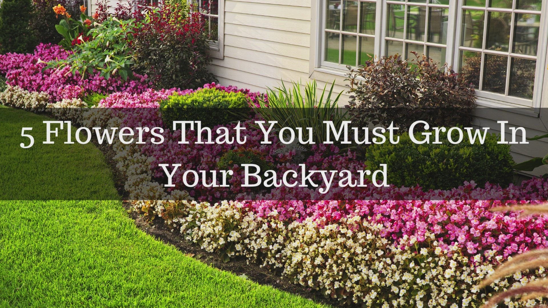 'Video thumbnail for 5 Flowers For Your Backyard'