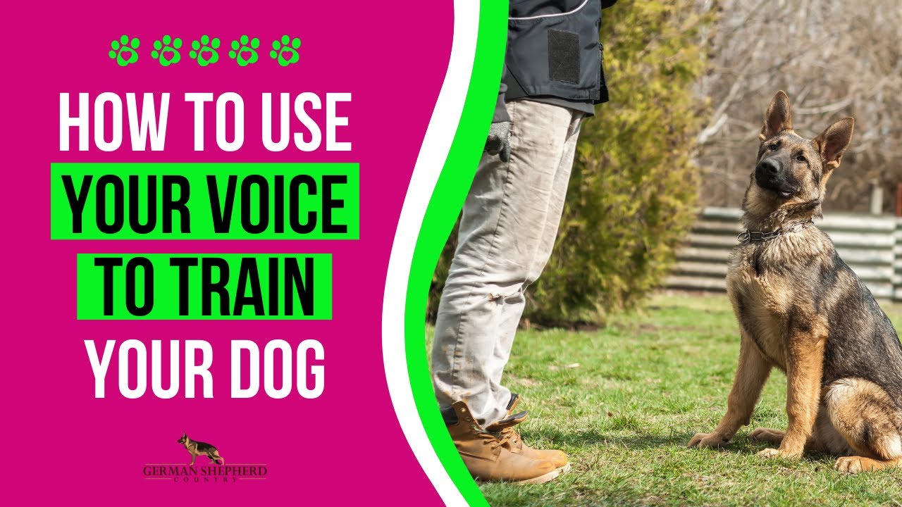 'Video thumbnail for How to Use Your Voice to Train Your Dog'