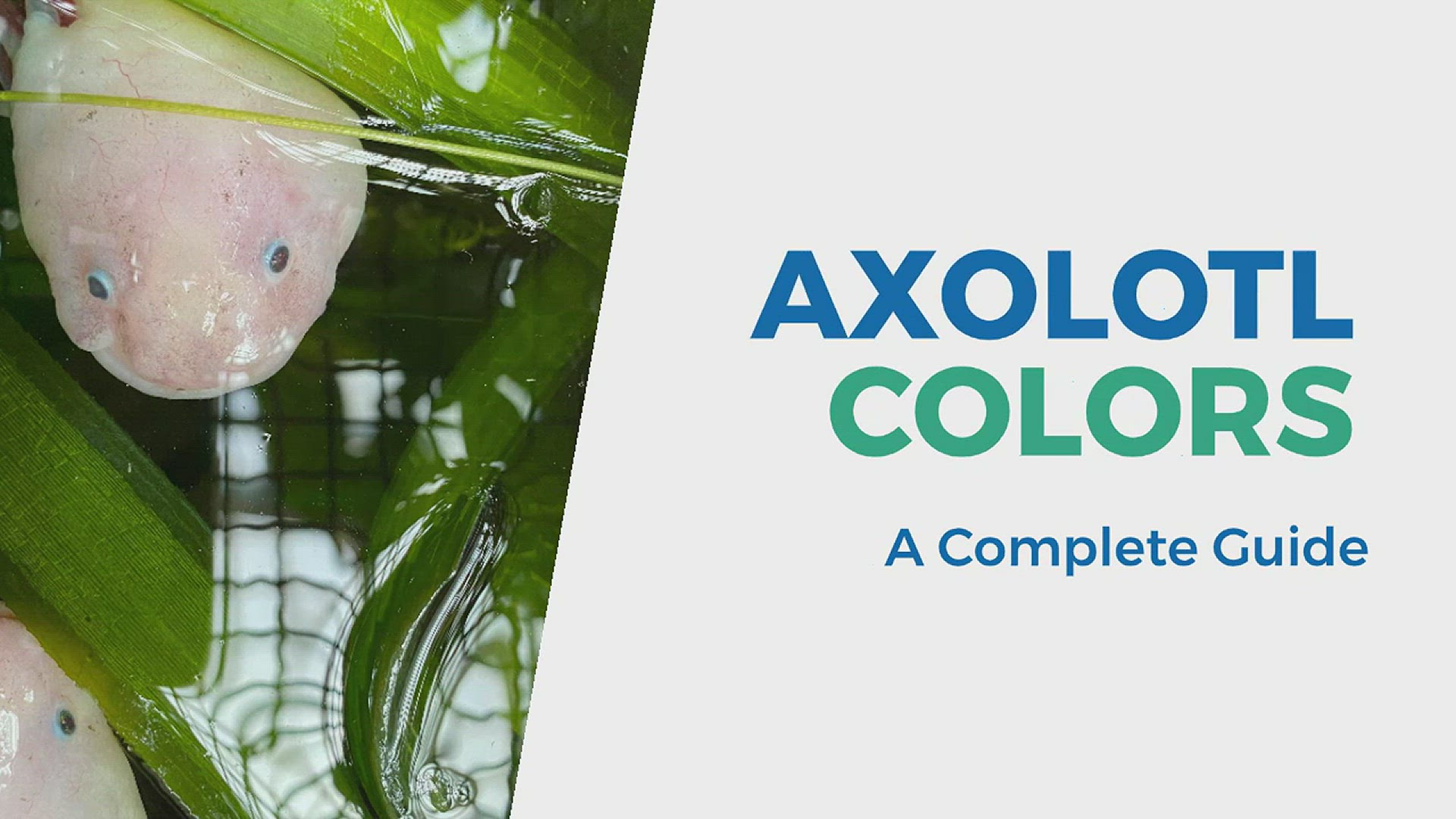 'Video thumbnail for A Guide to Axolotl Colors '