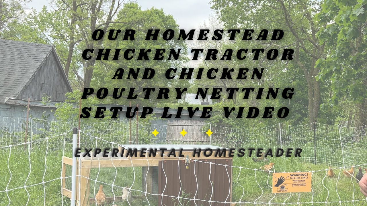 'Video thumbnail for Our Homestead Chicken Tractor And Chicken Poultry Netting Setup Live Video'