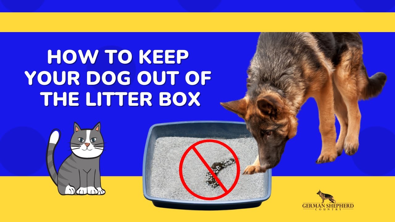 'Video thumbnail for How to Keep Your Dog Out of the Litter Box'