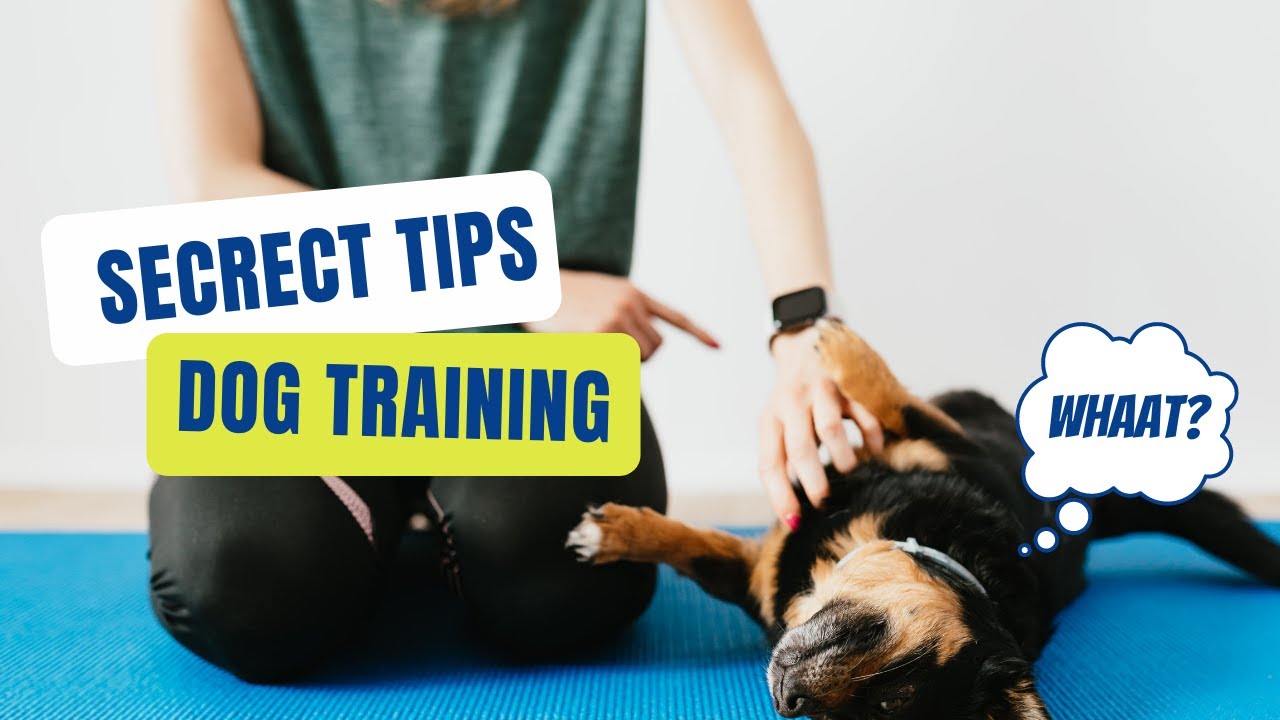 'Video thumbnail for An Intro to Dog Training at Home in Under 5 Minutes'