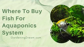 'Video thumbnail for Where To Buy Fish For Aquaponics System'