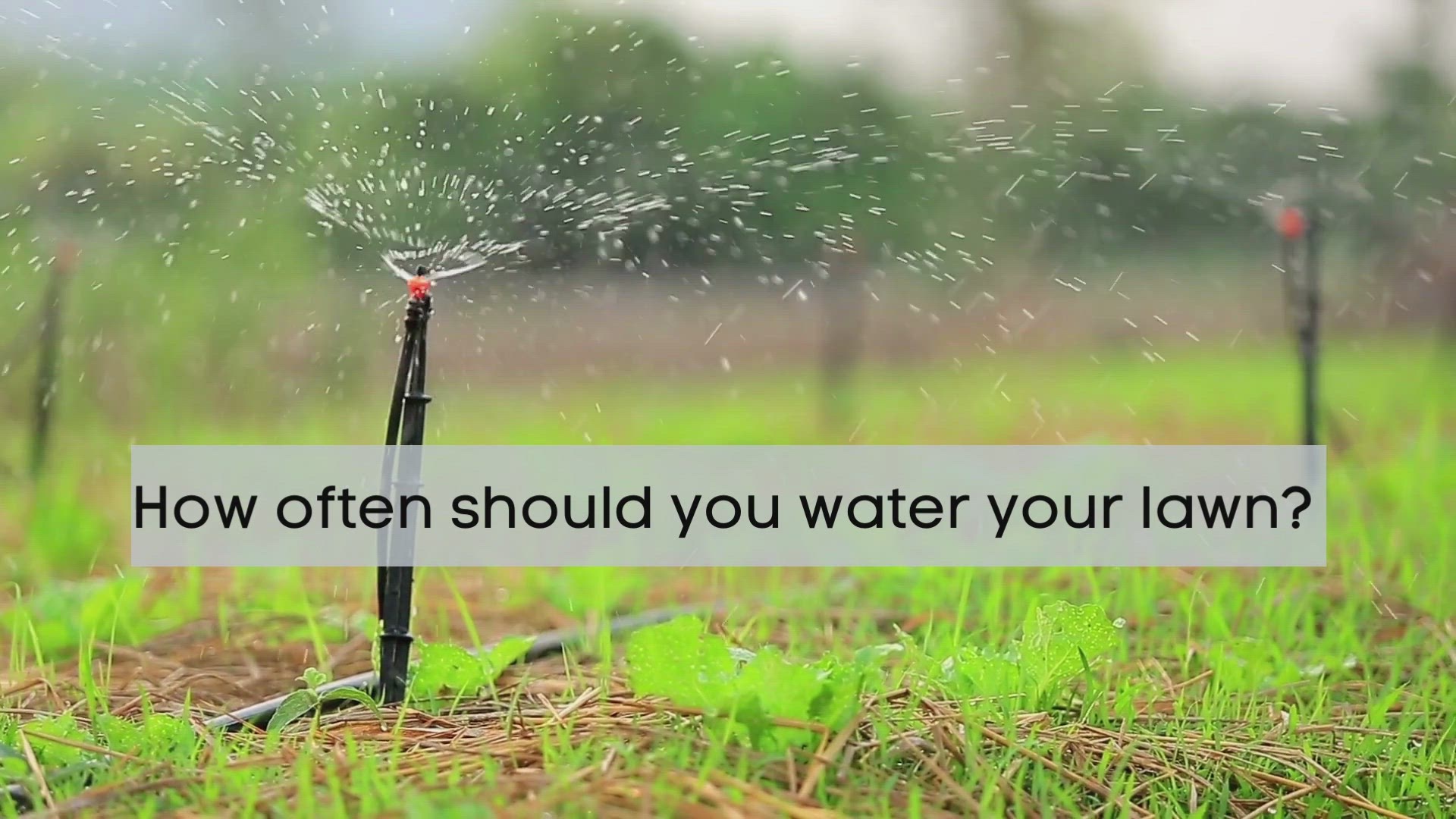 'Video thumbnail for How often should you water your lawn in summer?'
