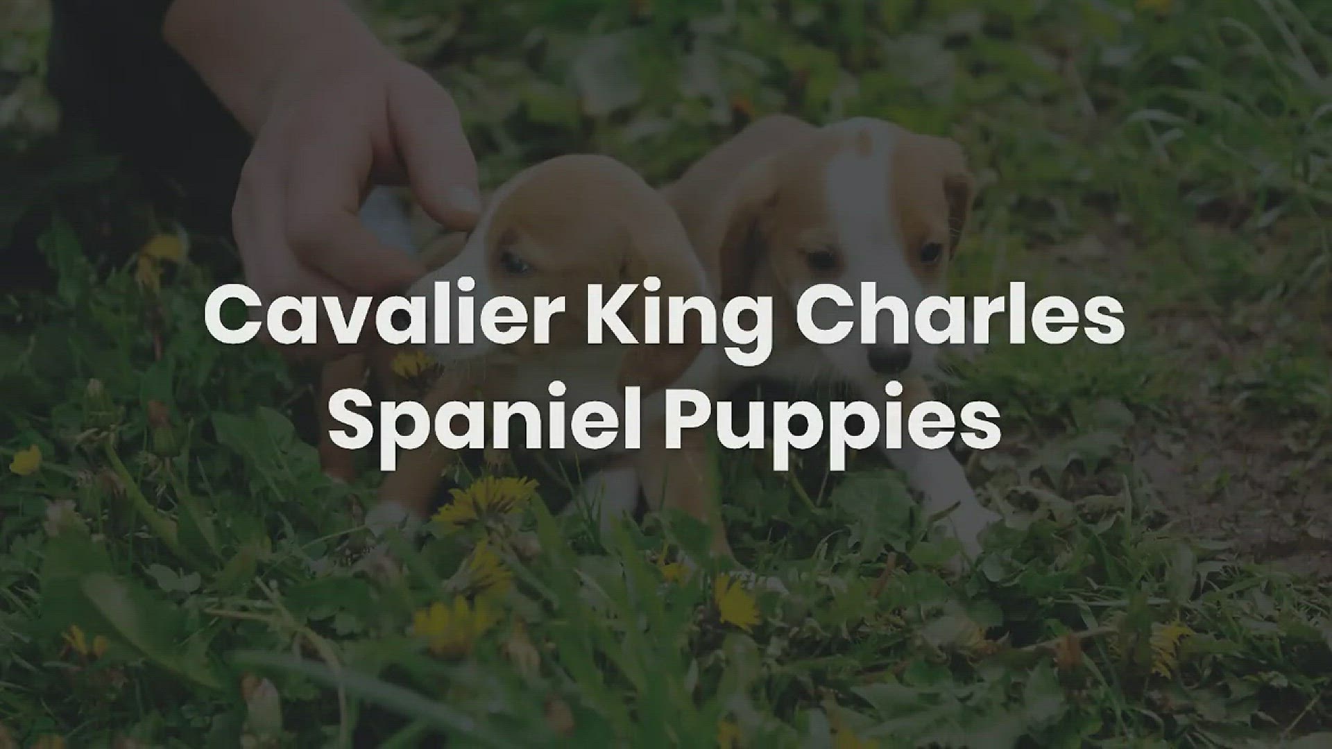 'Video thumbnail for Cavalier King Charles Spaniel'