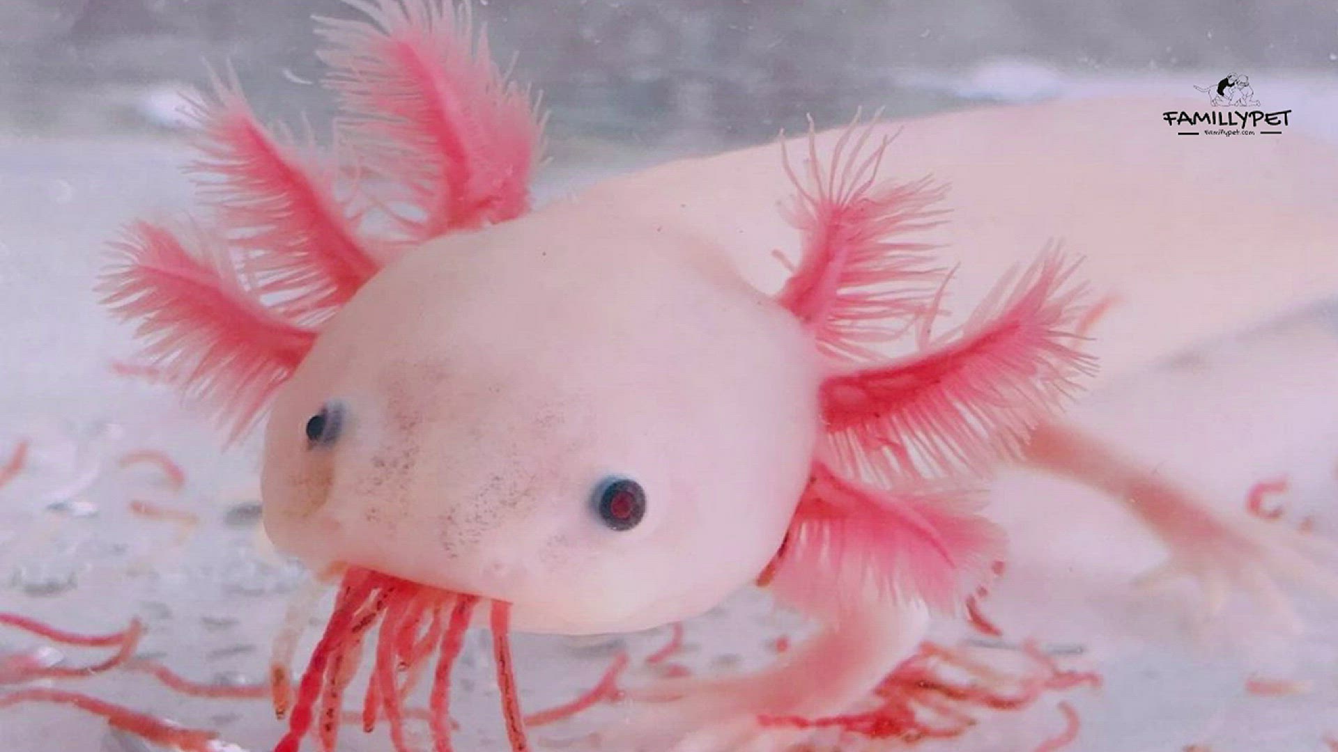 'Video thumbnail for what do axolotls eat ?'