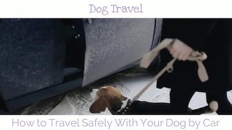 'Video thumbnail for How to Travel Safely With Your Dog by Car'