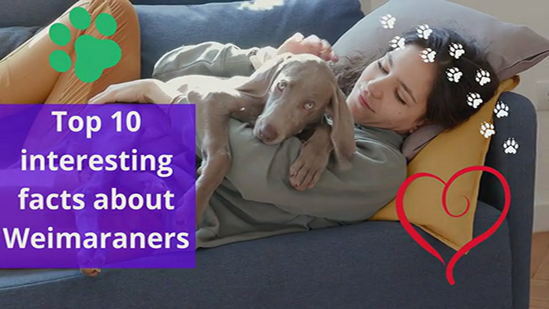 'Video thumbnail for 10 interesting facts about Weimaraners'
