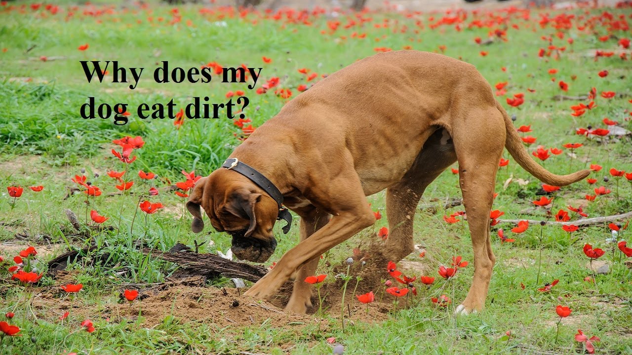 Why Do Dogs Eat Potting Soil