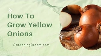 'Video thumbnail for How To Grow Yellow Onions'