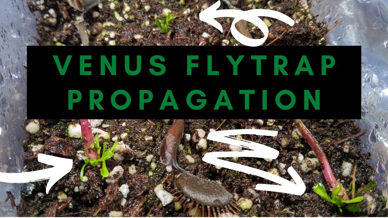 'Video thumbnail for How to Propagate Venus Flytraps Through Leaf Pullings / Leaf Cuttings 🌱'